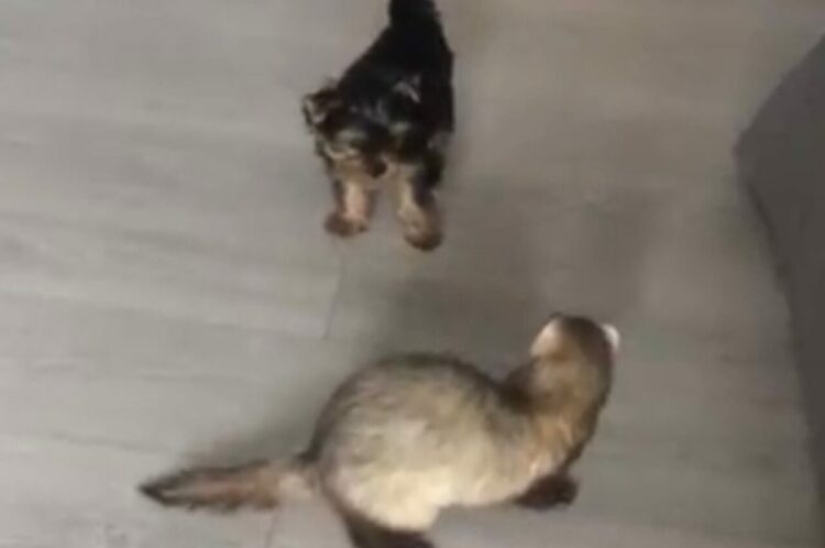 オモチャの取り合いでケンカする子犬とフェレット。微笑ましくも激しいバトルの結末は！？