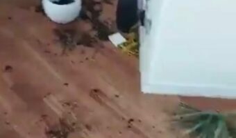 家の中が土まみれ!?観葉植物の葉まで散らばっているけど・・嵐でも起きた??【海外・動画】