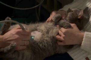 超音波検査を受けるネコ。一緒にエコー画像をチェックしてる！？