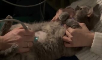 超音波検査を受けるネコ。一緒にエコー画像をチェックしてる!?