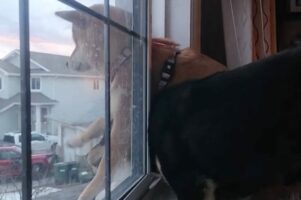 ベストスポットの奪い合い！柴犬の兄妹が繰り広げる微笑ましい争い【海外・動画】