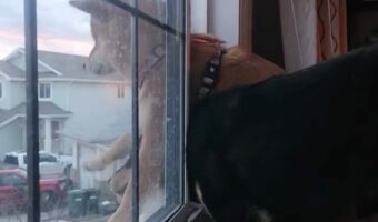 ベストスポットの奪い合い!柴犬の兄妹が繰り広げる微笑ましい争い【海外・動画】