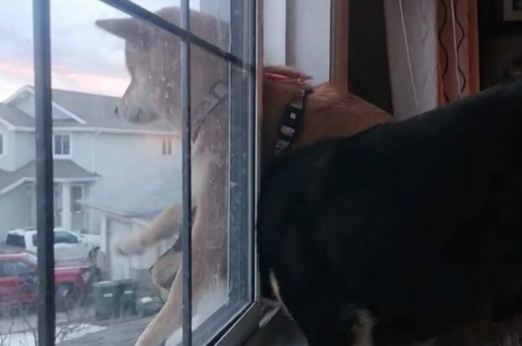 ベストスポットの奪い合い！柴犬の兄妹が繰り広げる微笑ましい争い【海外・動画】