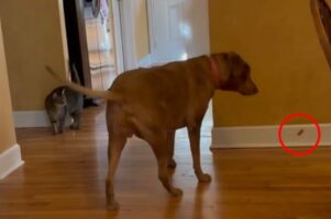 餌付けされてる？愛犬がこっそりオヤツを食べていることを不審に思って観察した結果・・【アメリカ・動画】