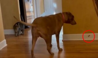 餌付けされてる?愛犬がこっそりオヤツを食べていることを不審に思って観察した結果・・【アメリカ・動画】