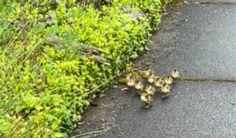 ママが草むらへ入っていってカモのヒナたちはパニック!?慌てて転んでしまう子も!!【アメリカ・動画】