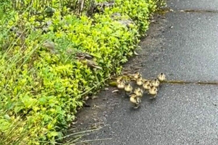 ママが草むらへ入っていってカモのヒナたちはパニック！？慌てて転んでしまう子も！！【アメリカ・動画】