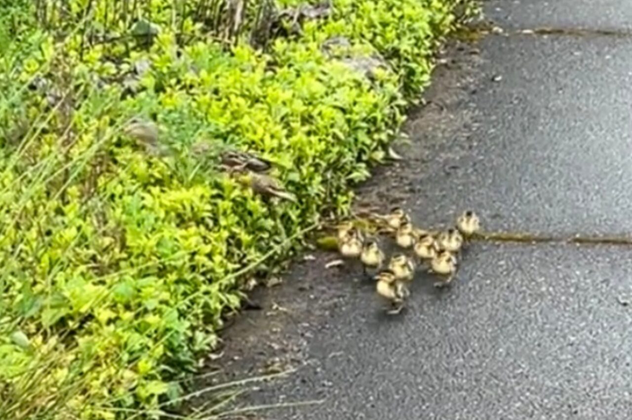 ママが草むらへ入っていってカモのヒナたちはパニック!?慌てて転んでしまう子も!!【アメリカ・動画】