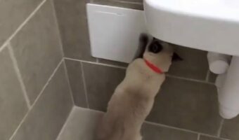 ネコはバスルームに秘密の遊び場を発見！撮影者さんを慌てさせたその場所とは・・？【アメリカ・動画】