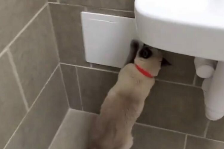 ネコはバスルームに秘密の遊び場を発見！撮影者さんを慌てさせたその場所とは・・？【アメリカ・動画】