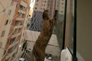 バルコニーに出て真上を見つめるネコ。この子の視線の先には・・！！【海外・動画】