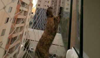 バルコニーに出て真上を見つめるネコ。この子の視線の先には・・!!【海外・動画】