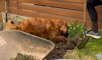 ゴールデンレトリバーが庭仕事をする飼い主さんのお手伝い!一生懸命ホリホリ中!!【アメリカ・動画】