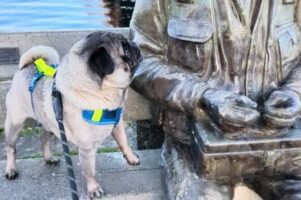 一緒に遊んでほしいの？ベンチに座る男性に声をかけるパグですが・・【海外・動画】