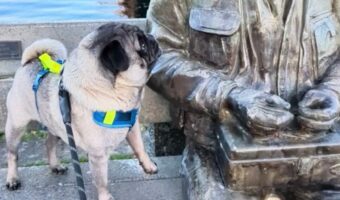 一緒に遊んでほしいの？ベンチに座る男性に声をかけるパグですが・・【海外・動画】