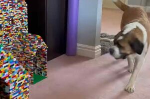 カラフルな犬小屋。DIYしたお家と思いきや・・なんと『あるオモチャ』でできていた！？【海外・動画】