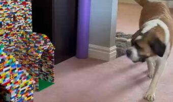 カラフルな犬小屋。DIYしたお家と思いきや・・なんと『あるオモチャ』でできていた!?【海外・動画】
