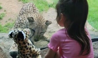 仲間だと思ってる?チーターは女の子が持ってきたチーターのぬいぐるみが気になってしかたない!!【アメリカ・動画】
