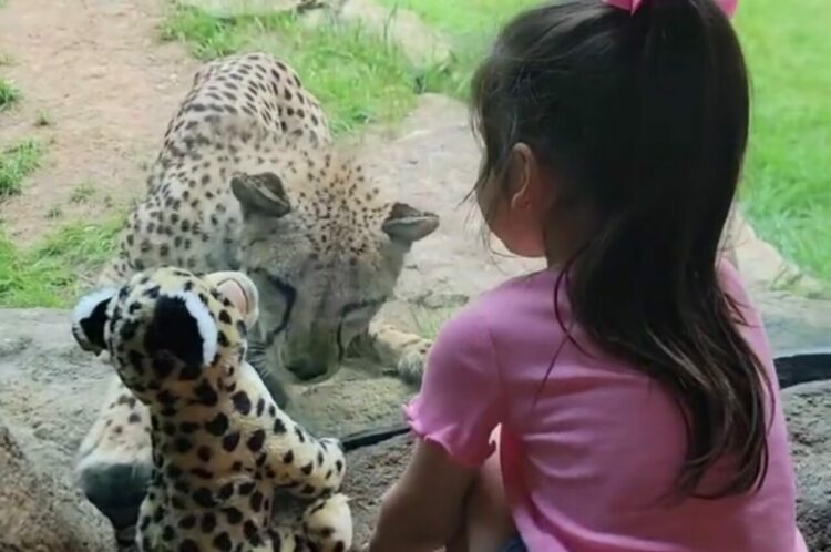 仲間だと思ってる？チーターは女の子が持ってきたチーターのぬいぐるみが気になってしかたない！！【アメリカ・動画】