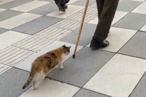 なんだかリードにひかれておさんぽ中みたいだけど・・。ネコは前を行く男性の杖を捕まようと奮闘中！！【海外・動画】