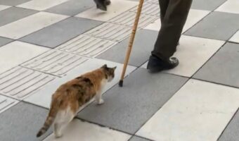 なんだかリードにひかれておさんぽ中みたいだけど・・。ネコは前を行く男性の杖を捕まようと奮闘中！！【海外・動画】