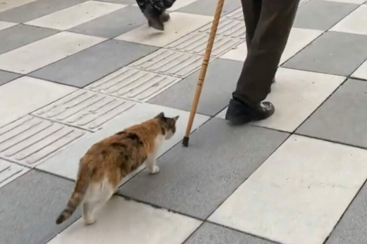 なんだかリードにひかれておさんぽ中みたいだけど・・。ネコは前を行く男性の杖を捕まようと奮闘中！！【海外・動画】