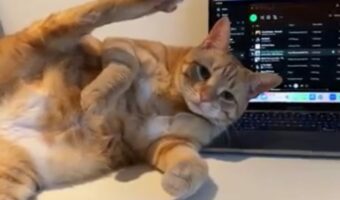 パソコンの前に横たわるネコ。大胆なそのポーズは・・飼い主さんの気を引く作戦？【アメリカ・動画】