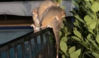 フェンスの上でヨイショ・・ヨイショ・・!!赤ちゃんを背中におんぶして移動するのは・・【海外・動画】