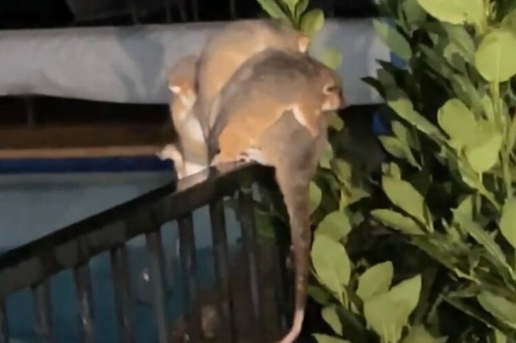 フェンスの上でヨイショ・・ヨイショ・・！！赤ちゃんを背中におんぶして移動するのは・・【海外・動画】