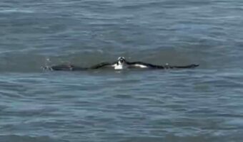 鳥が海を泳いでやって来た!?と思ったら・・この行動の理由にビックリ!!【アメリカ・動画】