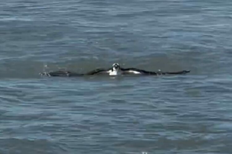 鳥が海を泳いでやって来た！？と思ったら・・この行動の理由にビックリ！！【アメリカ・動画】
