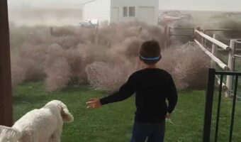 草が襲ってきた!?勢いよく転がってくる大群にパニック!!【アメリカ・動画】