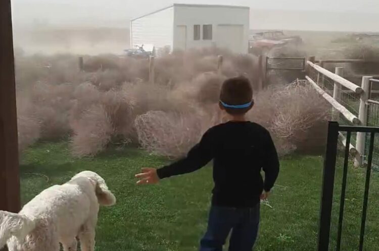 草が襲ってきた！？勢いよく転がってくる大群にパニック！！【アメリカ・動画】