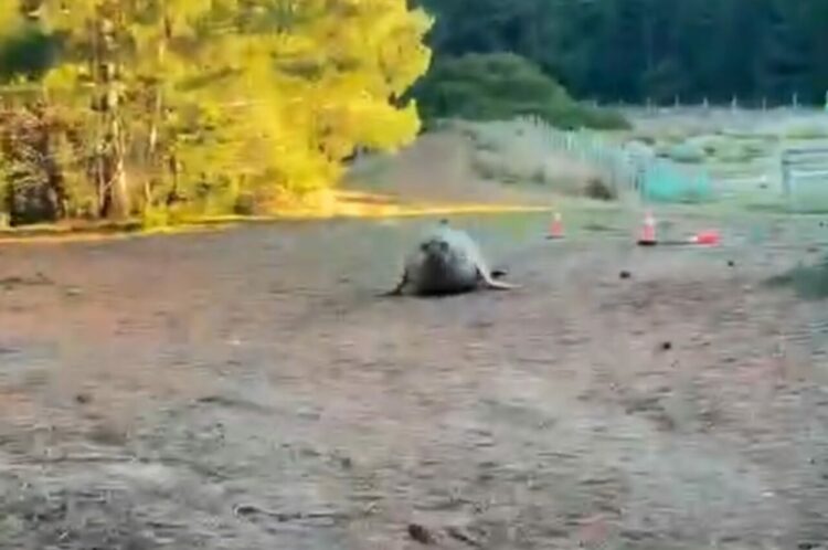 すぐ近くに海はなさそうなのに！？仲間になりたそうにこちらを見ているのは・・あの『海の生き物』！！【海外・動画】