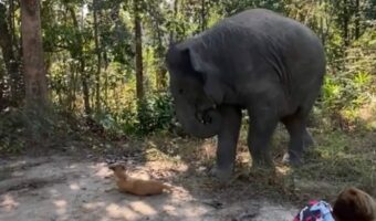 ゾウもビックリ！？驚いて長い鼻を引っ込めたその理由とは？？【海外。・動画】
