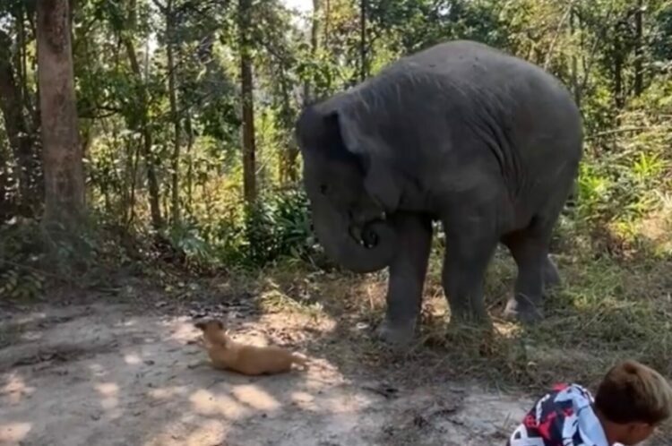 ゾウもビックリ！？驚いて長い鼻を引っ込めたその理由とは？？【海外。・動画】