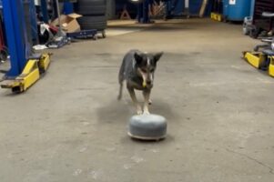 狙いを定めて・・イヌがストーンをキック！その特技は『あのスポーツ』！？【アメリカ・動画】