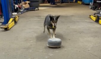 狙いを定めて・・イヌがストーンをキック！その特技は『あのスポーツ』！？【アメリカ・動画】