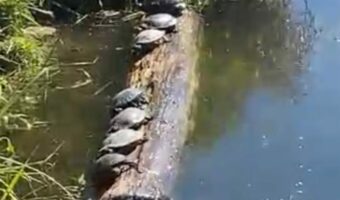 丸太の上に並んで甲羅干しするカメたち。最後まで振り落とされずに残るのは誰だ!?【アメリカ・動画】