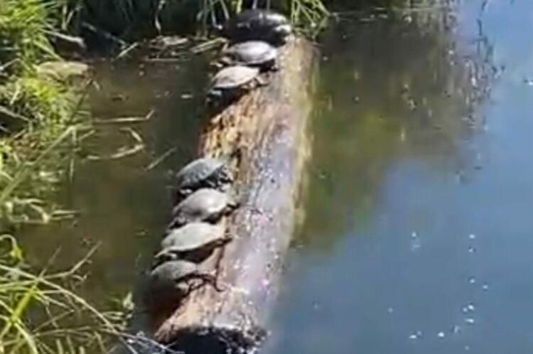 丸太の上に並んで甲羅干しするカメたち。最後まで振り落とされずに残るのは誰だ！？【アメリカ・動画】