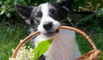 ボーダーコリーがお花を運んできてくれた！バスケットをくわえたキュートな行動に感激！【海外・動画】