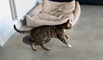 演技派のネコ。「アイタタタ」と痛そうに脚を引きずっているけれど・・【海外・動画】