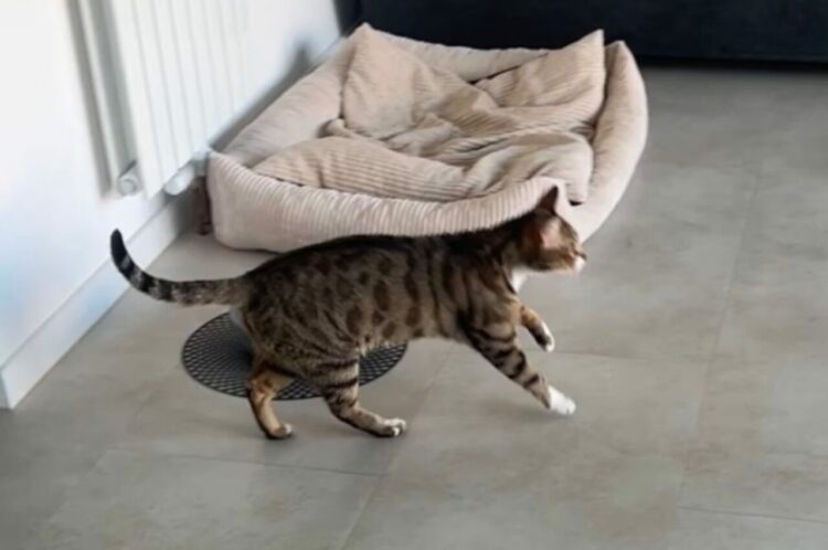 演技派のネコ。「アイタタタ」と痛そうに脚を引きずっているけれど・・【海外・動画】