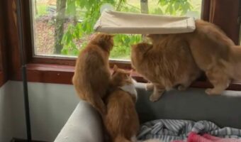 窓の外のお客さんが気になるネコたち。追いかけて移動したり手を伸ばしたり大忙し!【アメリカ・動画】