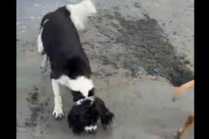 潮干狩りに全力で挑む愛犬。貝を探して穴をホリホリしたところ中から出てきたのは・・！！【海外・動画】