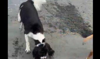 潮干狩りに全力で挑む愛犬。貝を探して穴をホリホリしたところ中から出てきたのは・・！！【海外・動画】