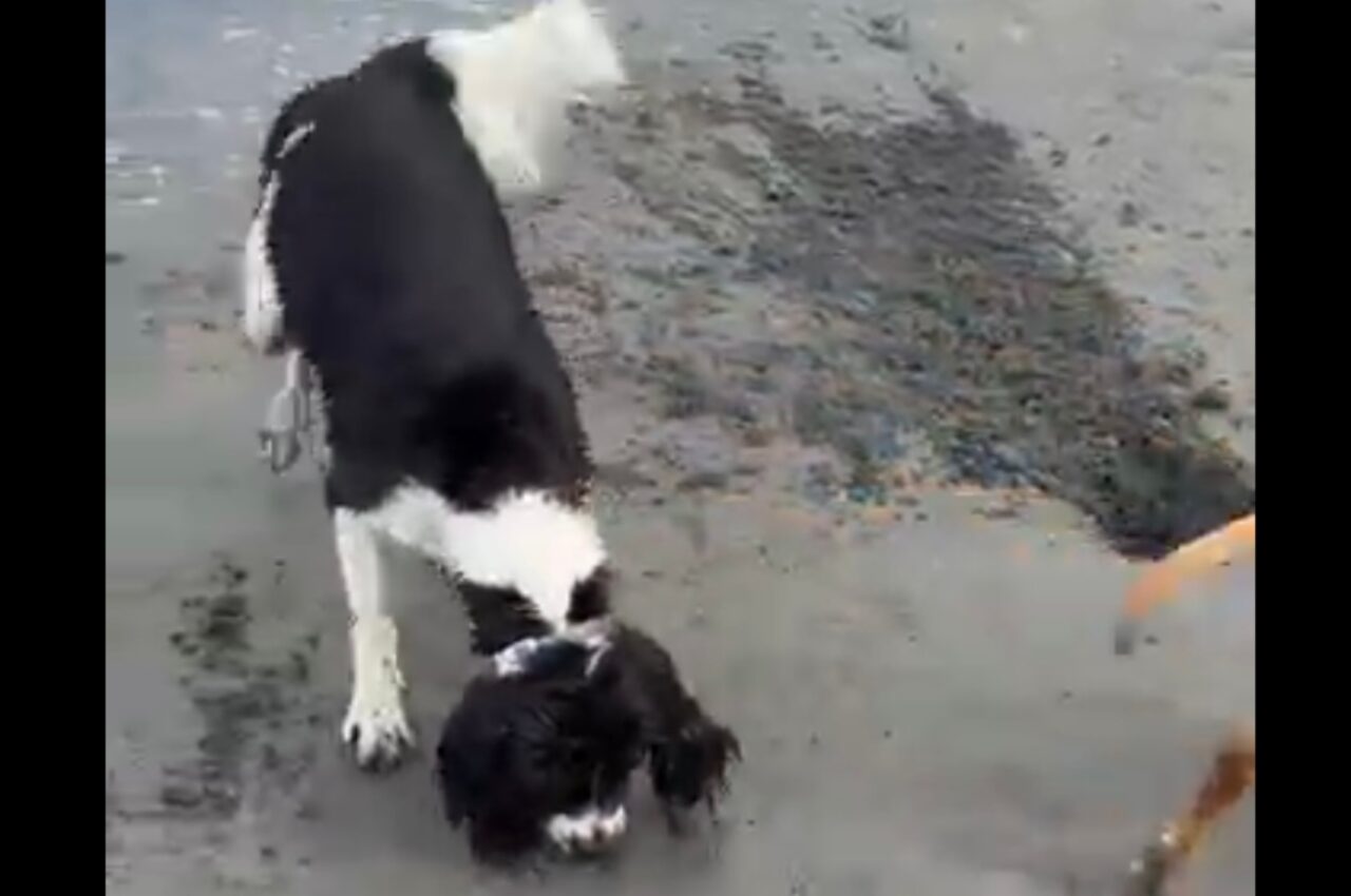潮干狩りに全力で挑む愛犬。貝を探して穴をホリホリしたところ中から出てきたのは・・!!【海外・動画】
