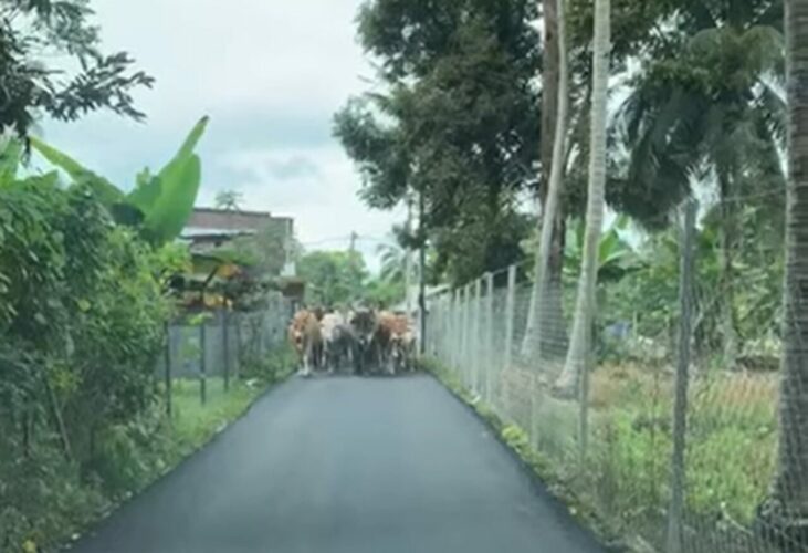 すれ違う事も難しいこの状況、いったいどうする！？道いっぱいに広がって小道を向こうからやって来るのは・・【海外・動画】