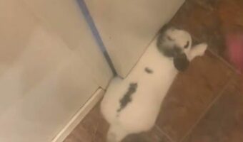 飼い主さんを通せんぼ?ウサギが陣取ったその場所は・・【アメリカ・動画】