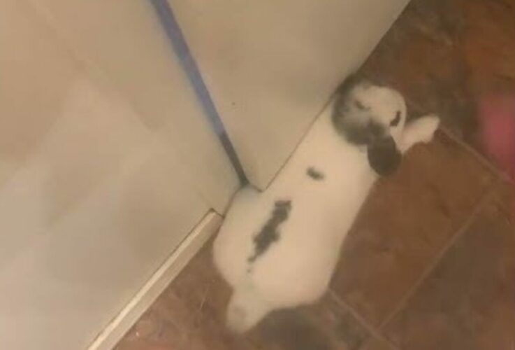 飼い主さんを通せんぼ？ウサギが陣取ったその場所は・・【アメリカ・動画】